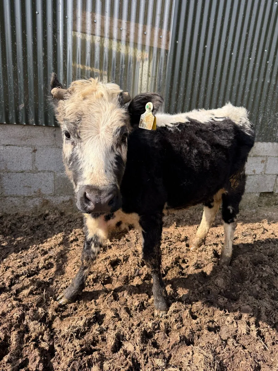 Organic Droimeann Heifer - Image 1