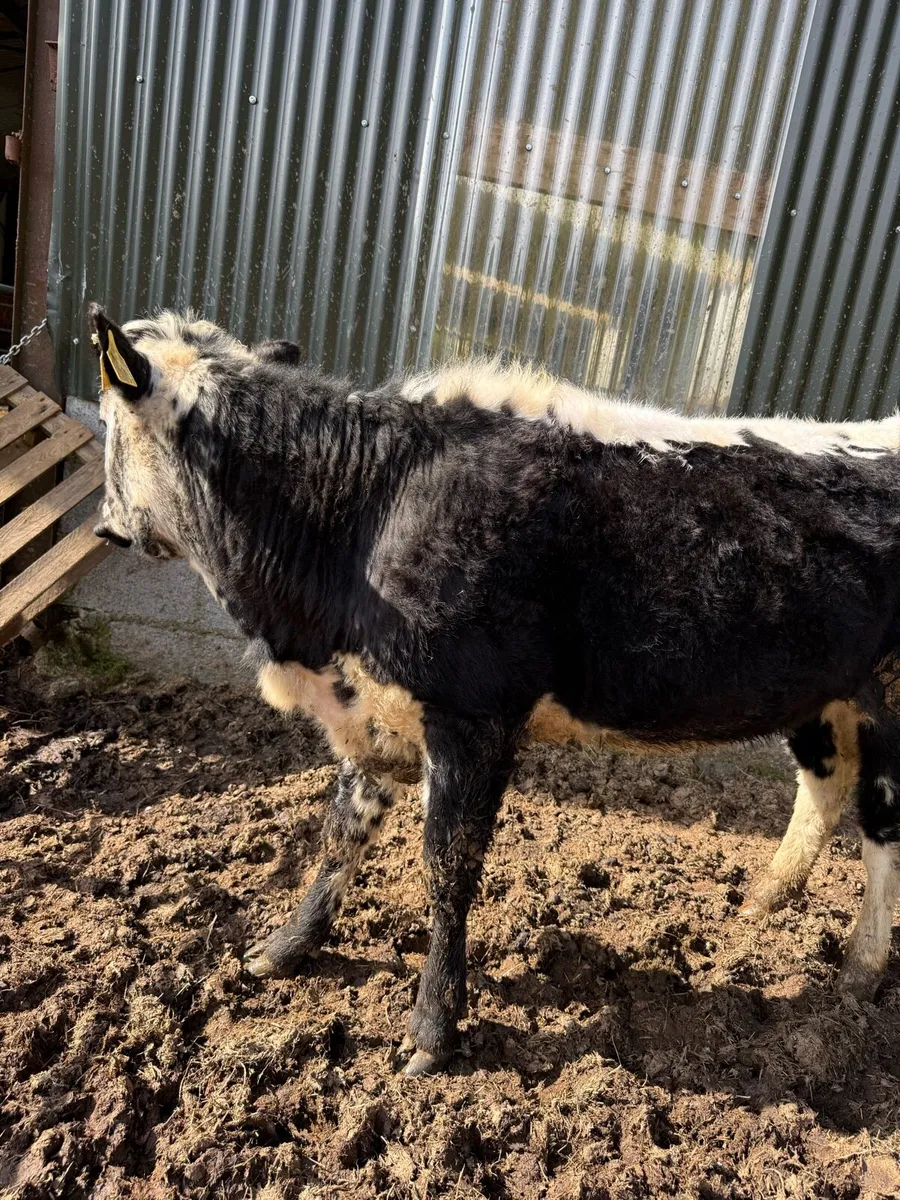 Organic Droimeann Heifer - Image 2