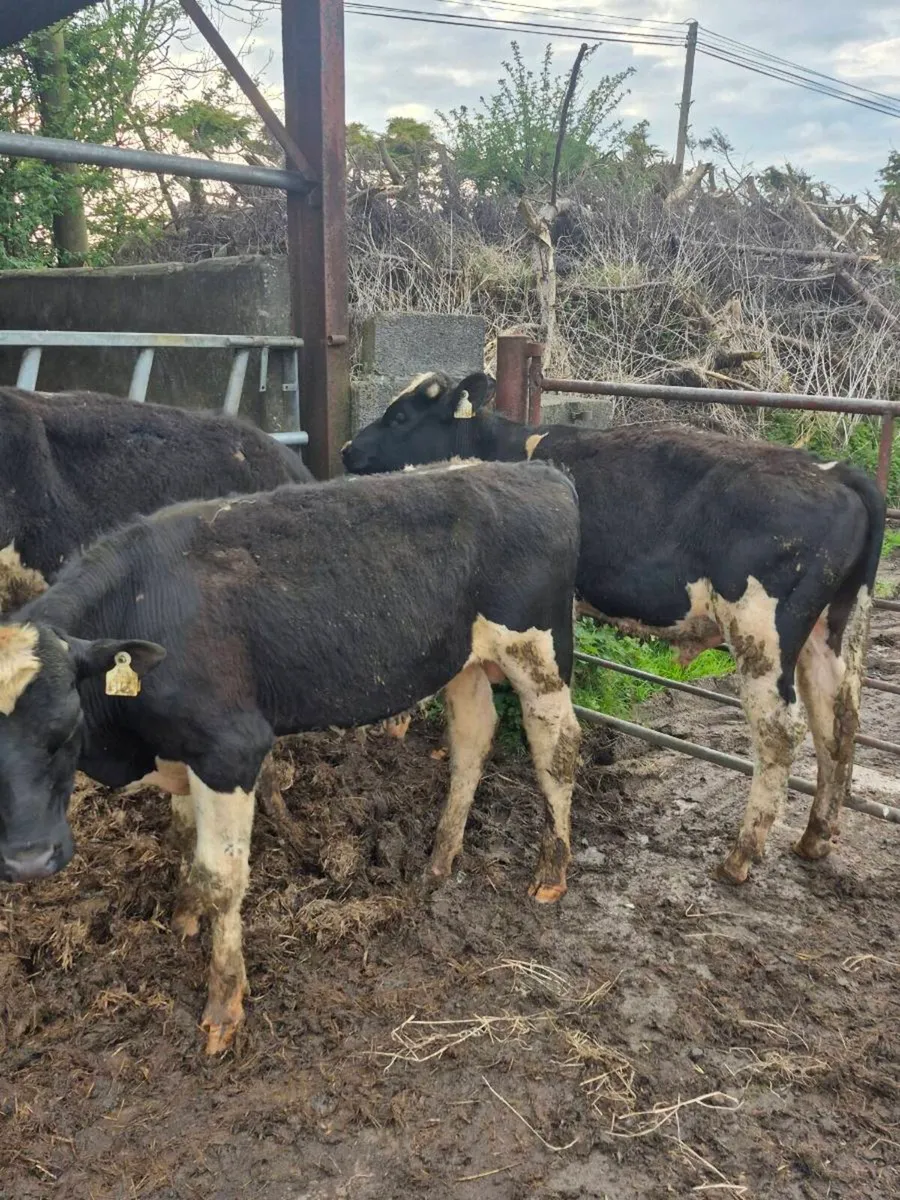 3 British Fr Bullocks for sale - Image 4