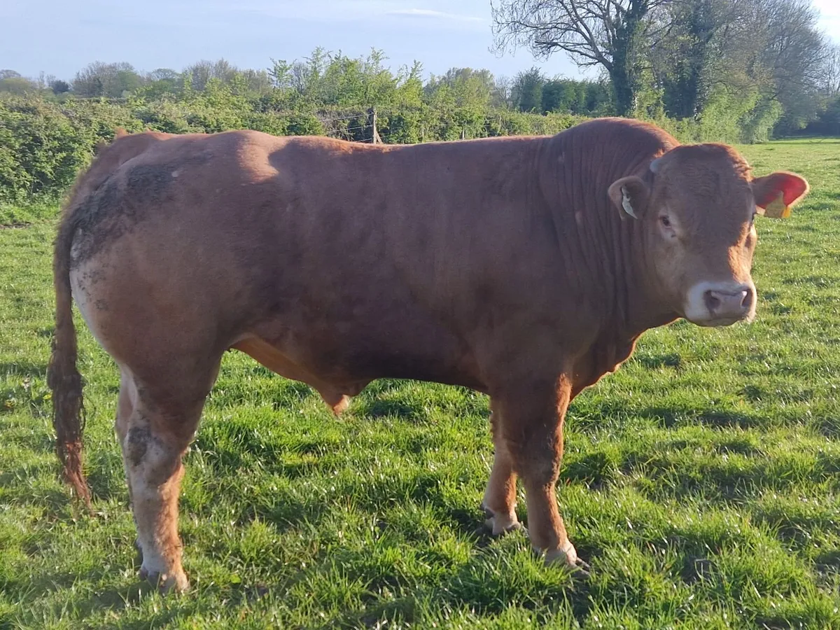 PBR Limousin Bulls - Image 2
