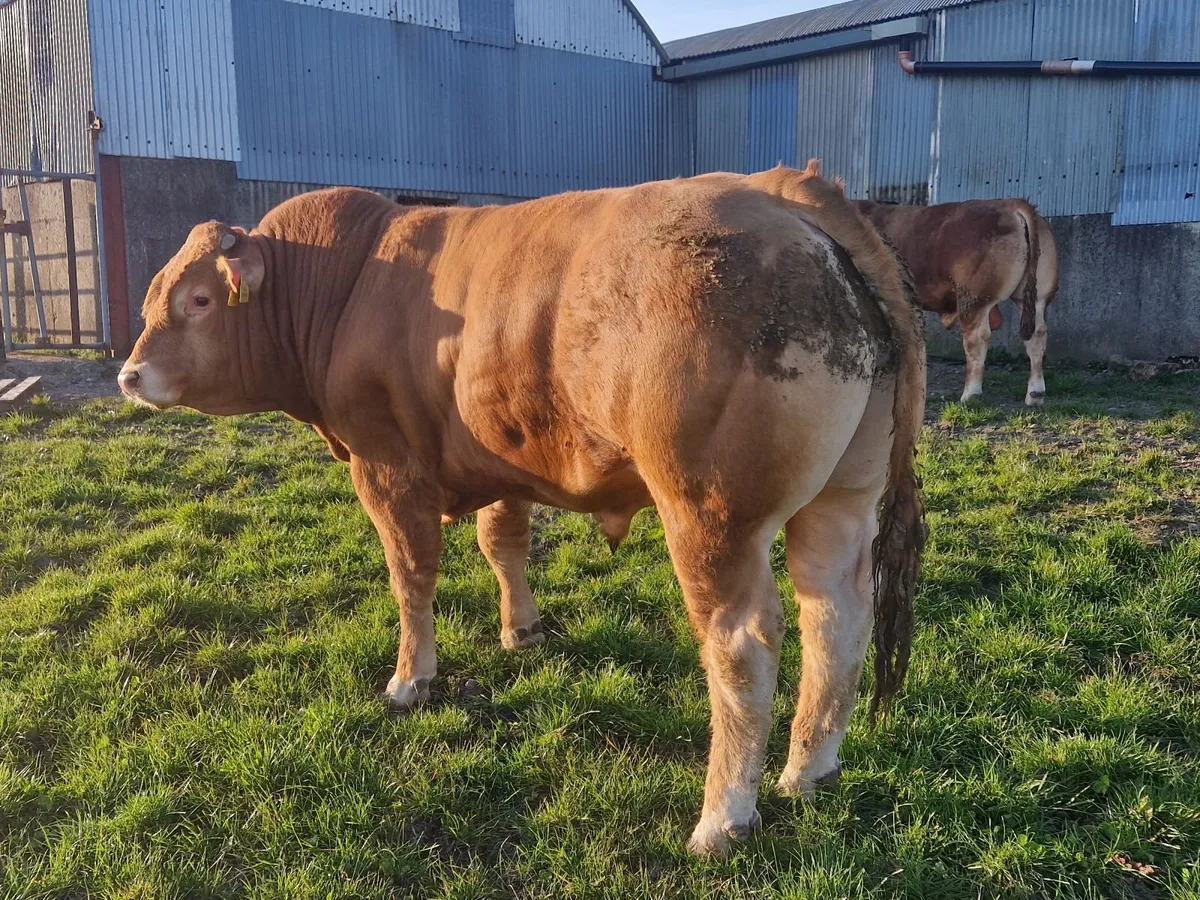 PBR Limousin Bulls - Image 3