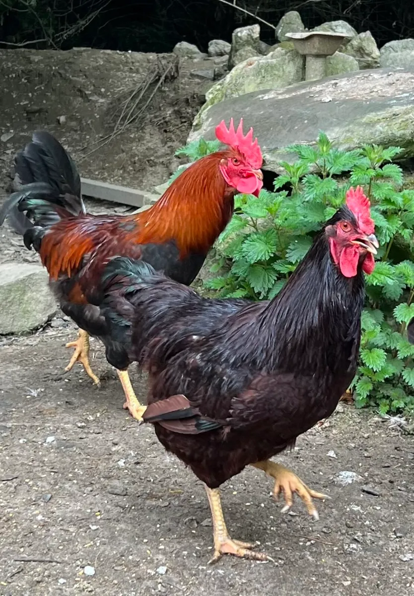 Purebred Welsummer & Heritage Rode Island Roosters - Image 4