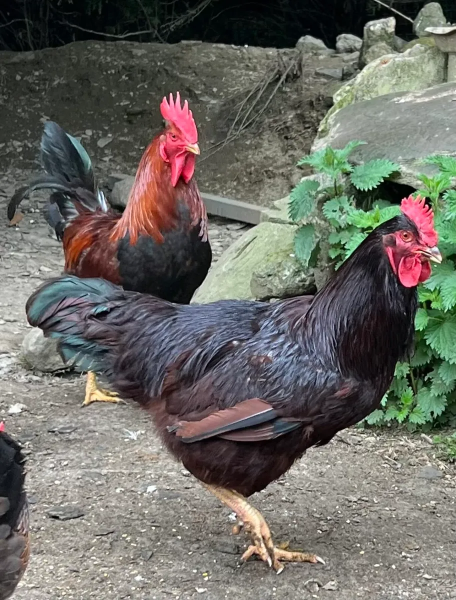 Purebred Welsummer & Heritage Rode Island Roosters - Image 1