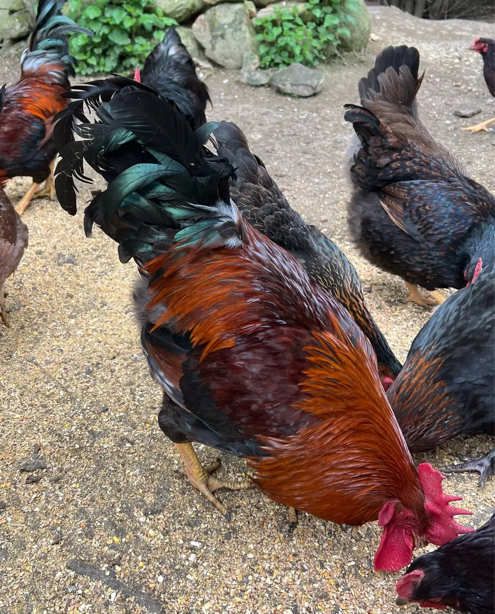 Purebred Welsummer & Heritage Rode Island Roosters - Image 2