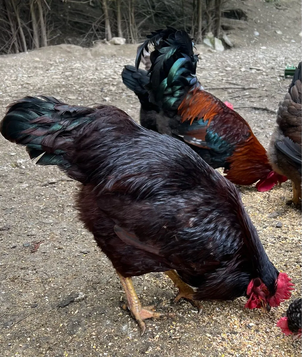 Purebred Welsummer & Heritage Rode Island Roosters - Image 3