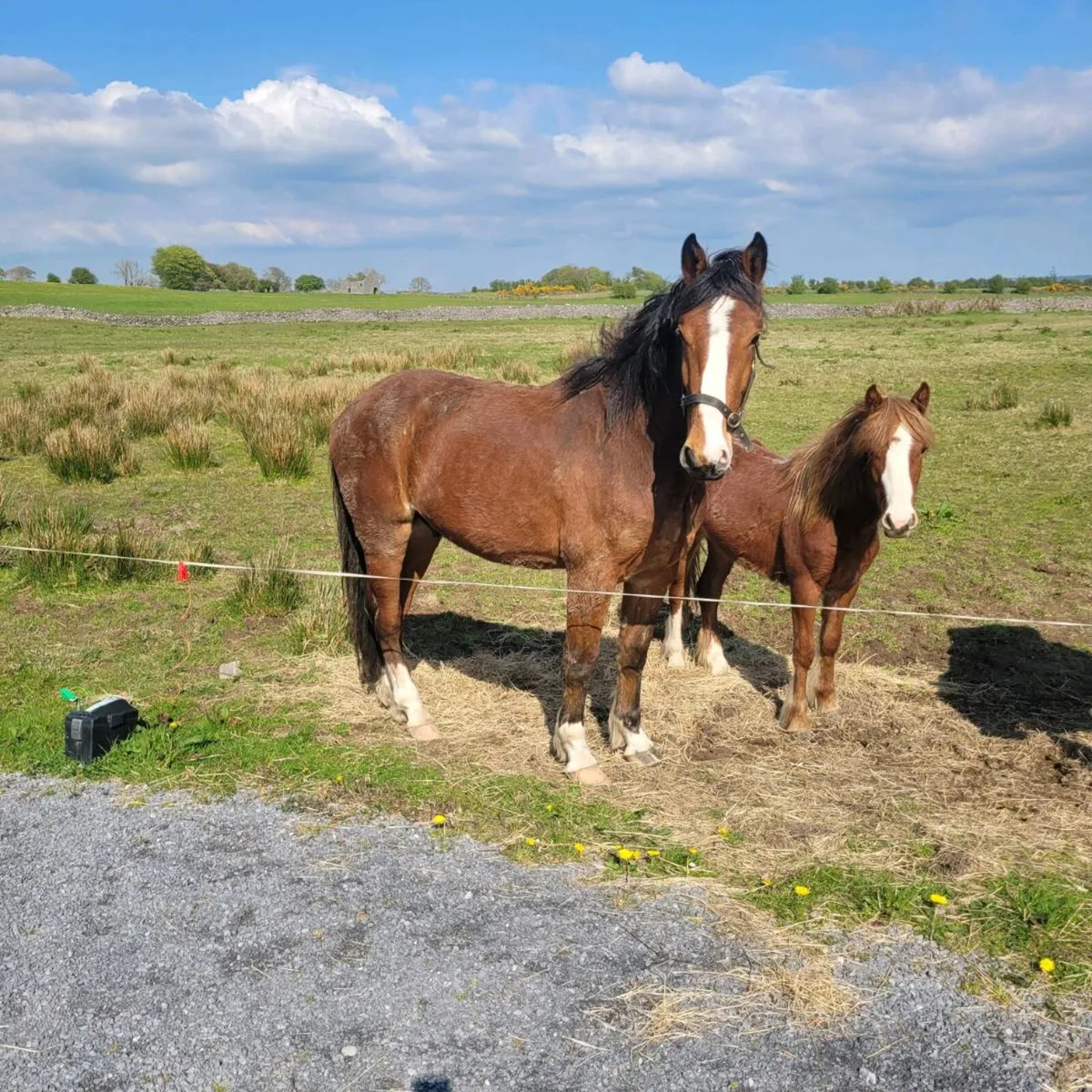 Rid gelding - Image 3