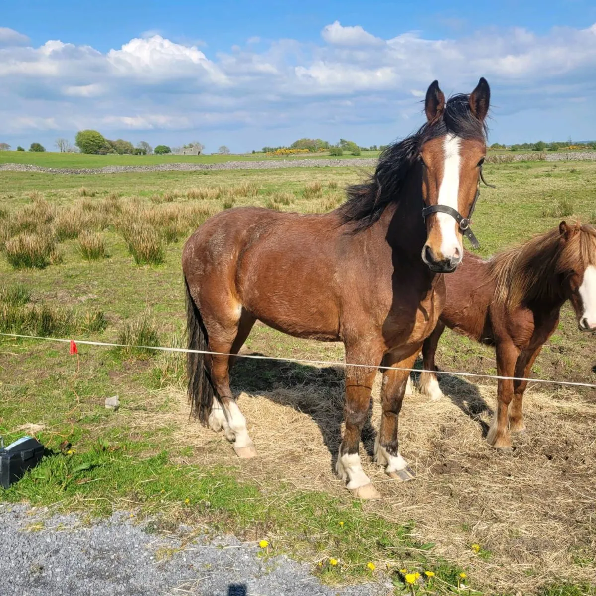 Rid gelding - Image 1