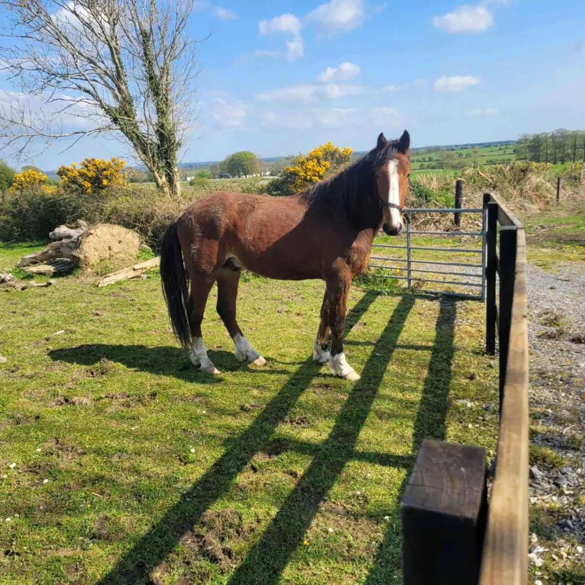 Rid gelding - Image 2