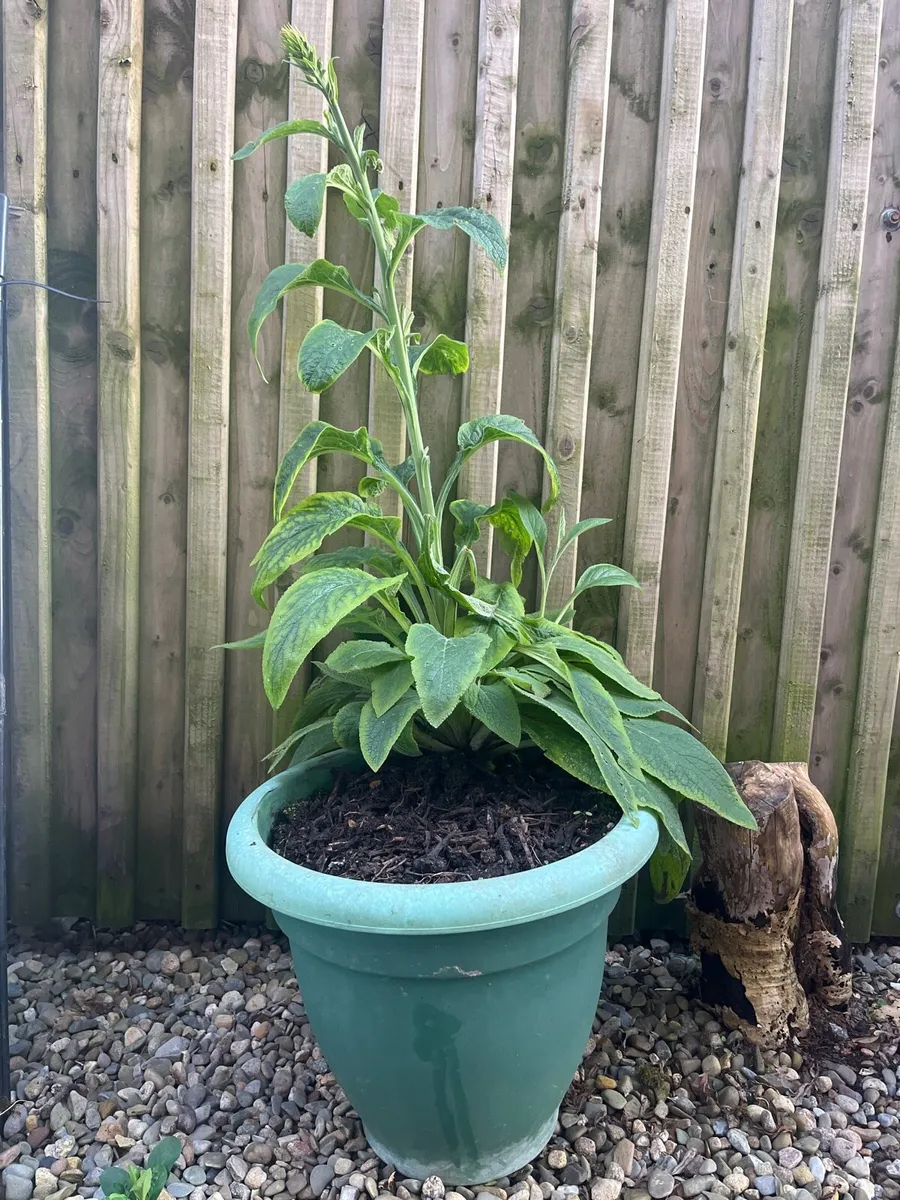 Foxgloves plant with a big pot - Image 3