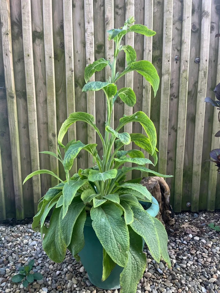 Foxgloves plant with a big pot - Image 2