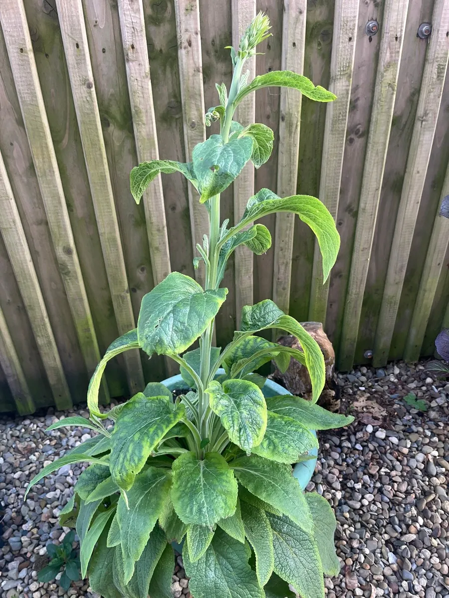 Foxgloves plant with a big pot - Image 4