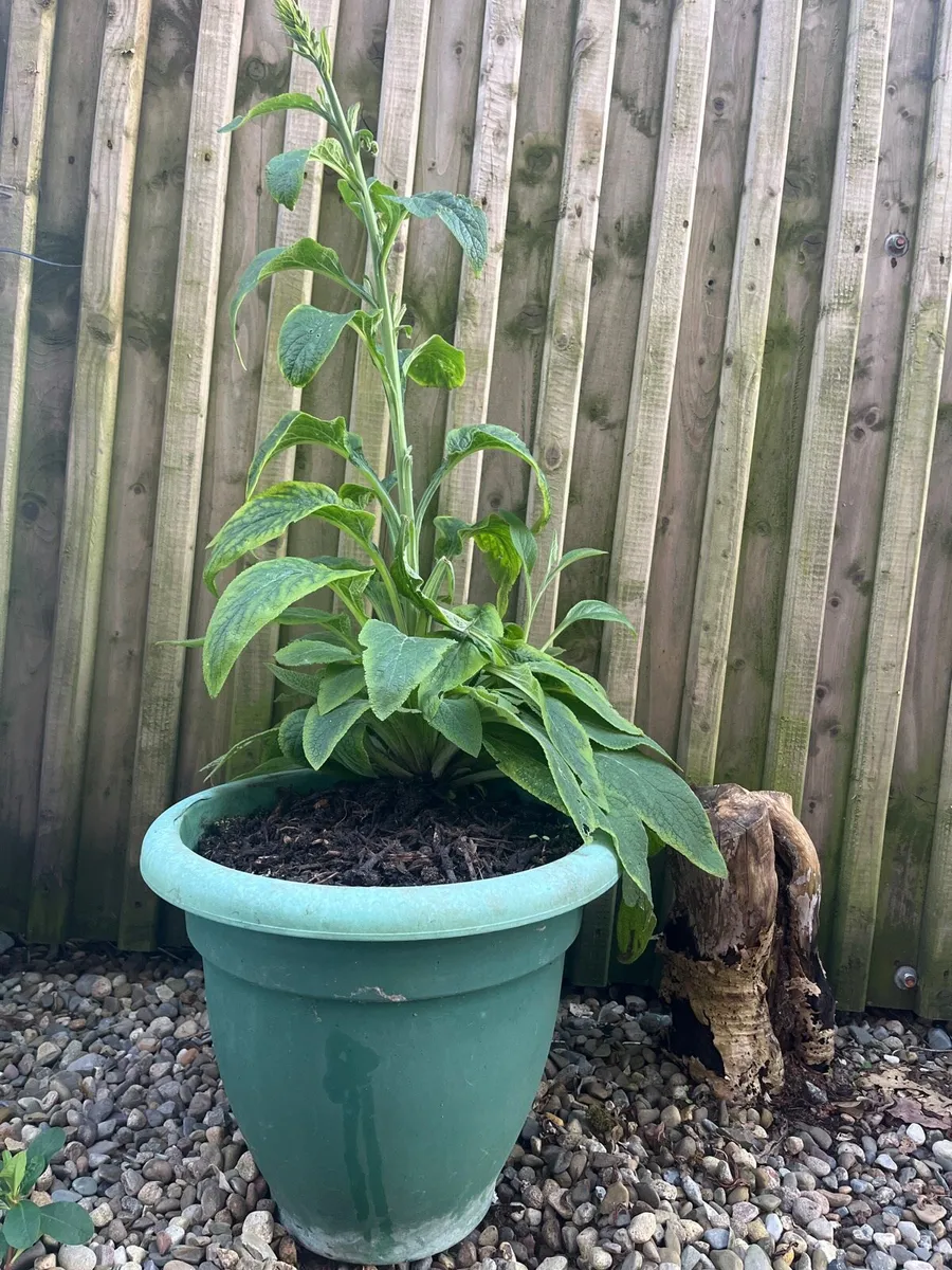 Foxgloves plant with a big pot - Image 1