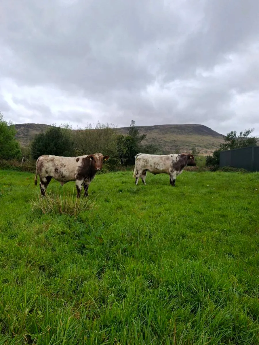 PBR Shorthorn Bulls - Image 1