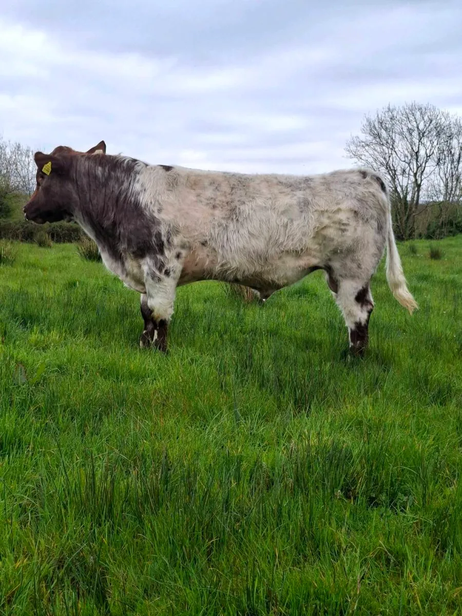 PBR Shorthorn Bulls - Image 3