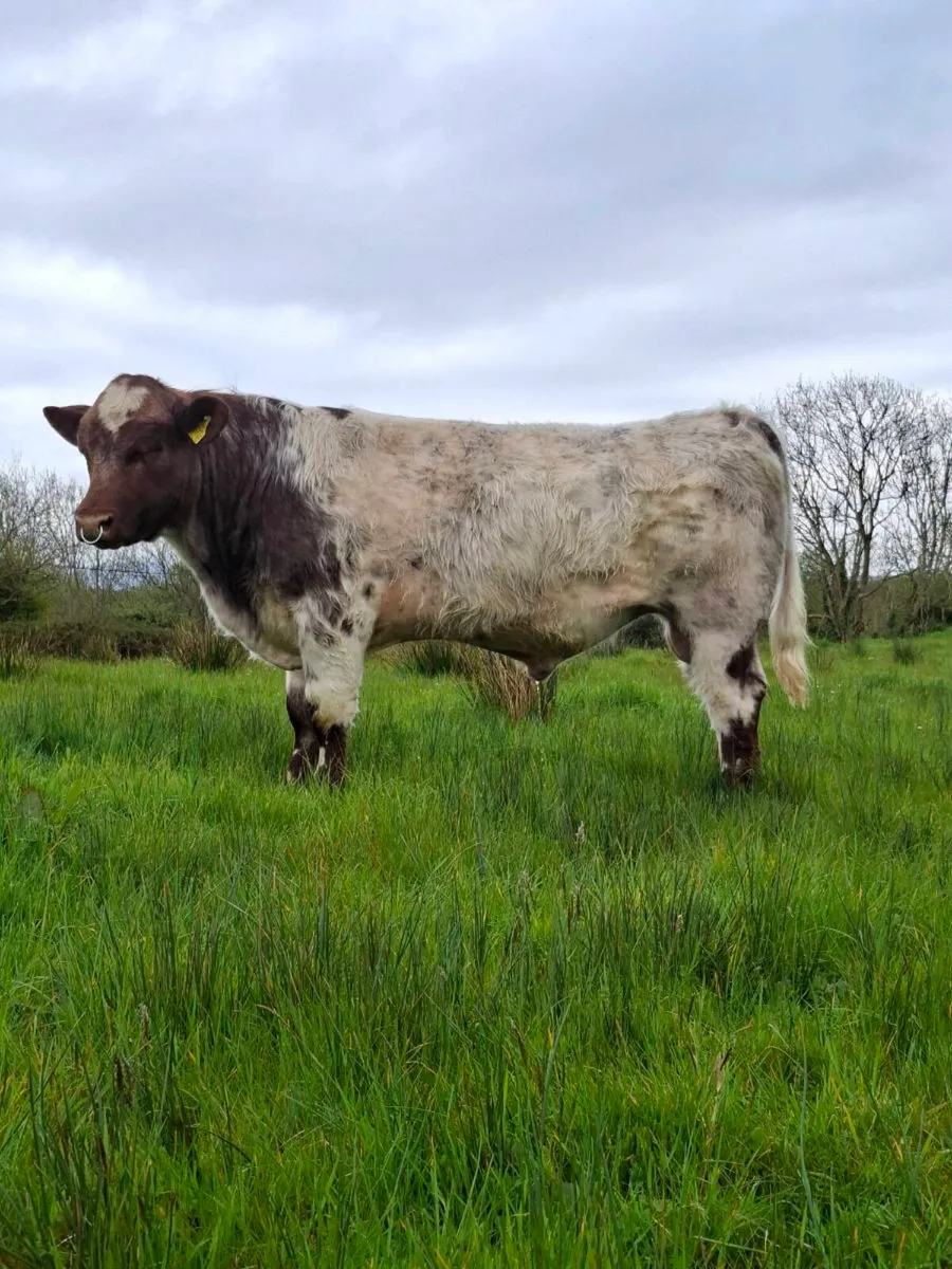 PBR Shorthorn Bulls - Image 2