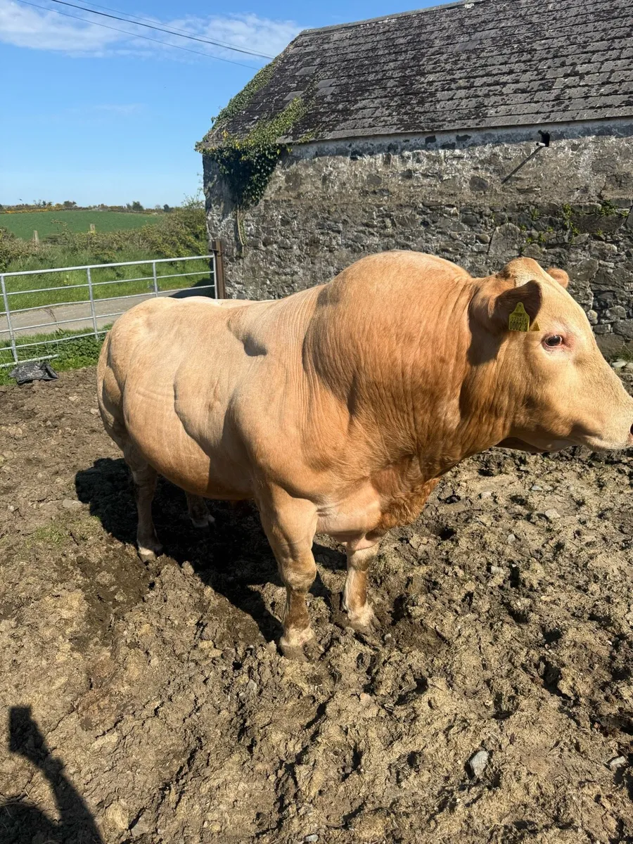 Blonde Bull - Image 2