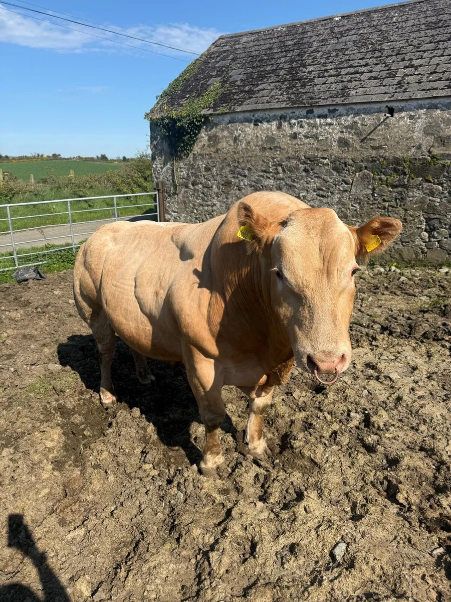 Blonde Bull - Image 3