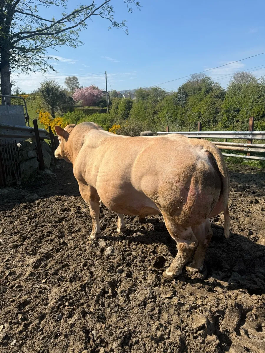 Blonde Bull - Image 4