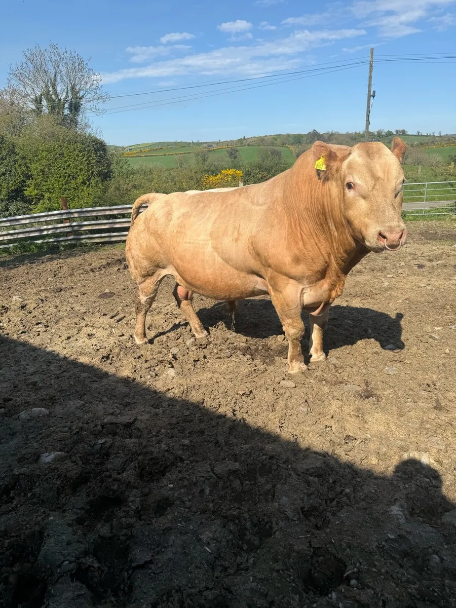 Blonde Bull - Image 1