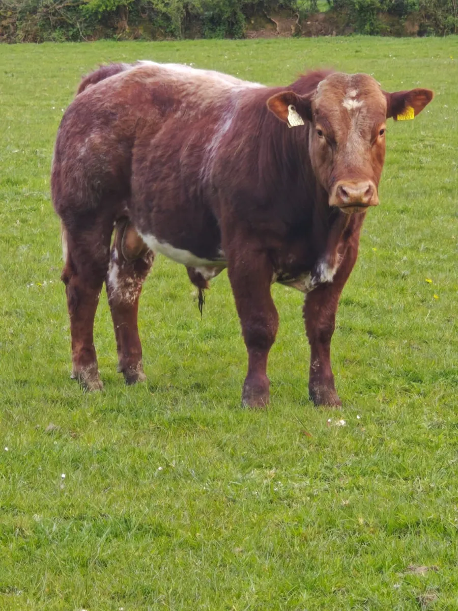 Beef cattle - Image 3