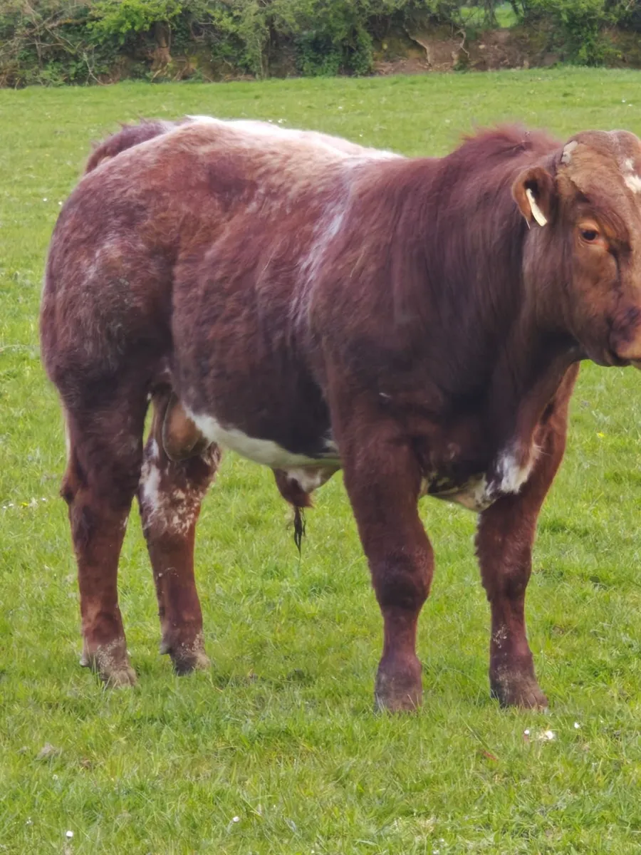 Beef cattle - Image 4