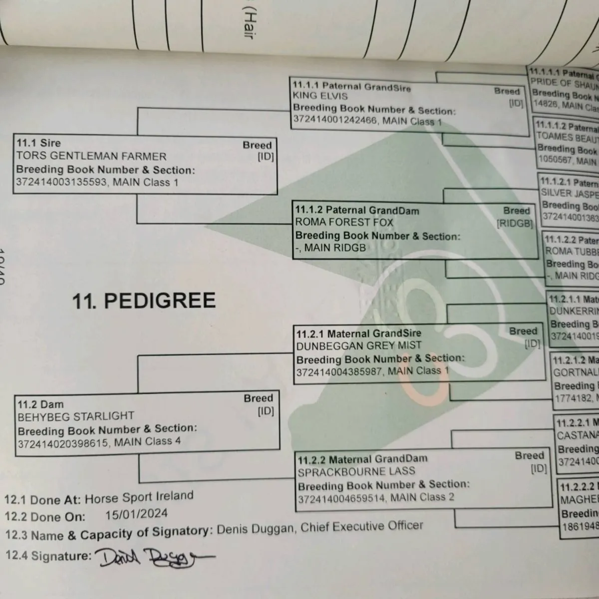 Rid gelding - Image 4