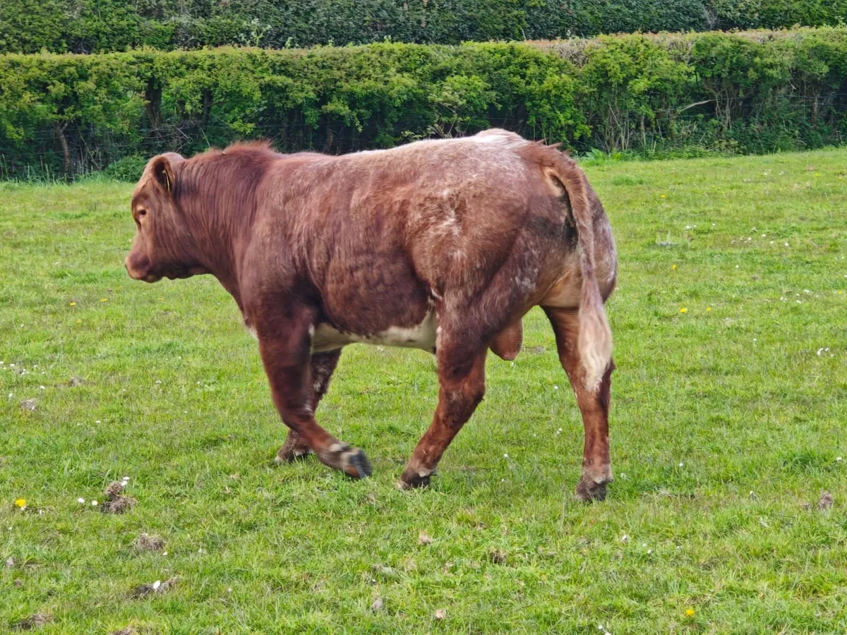 Beef cattle - Image 1