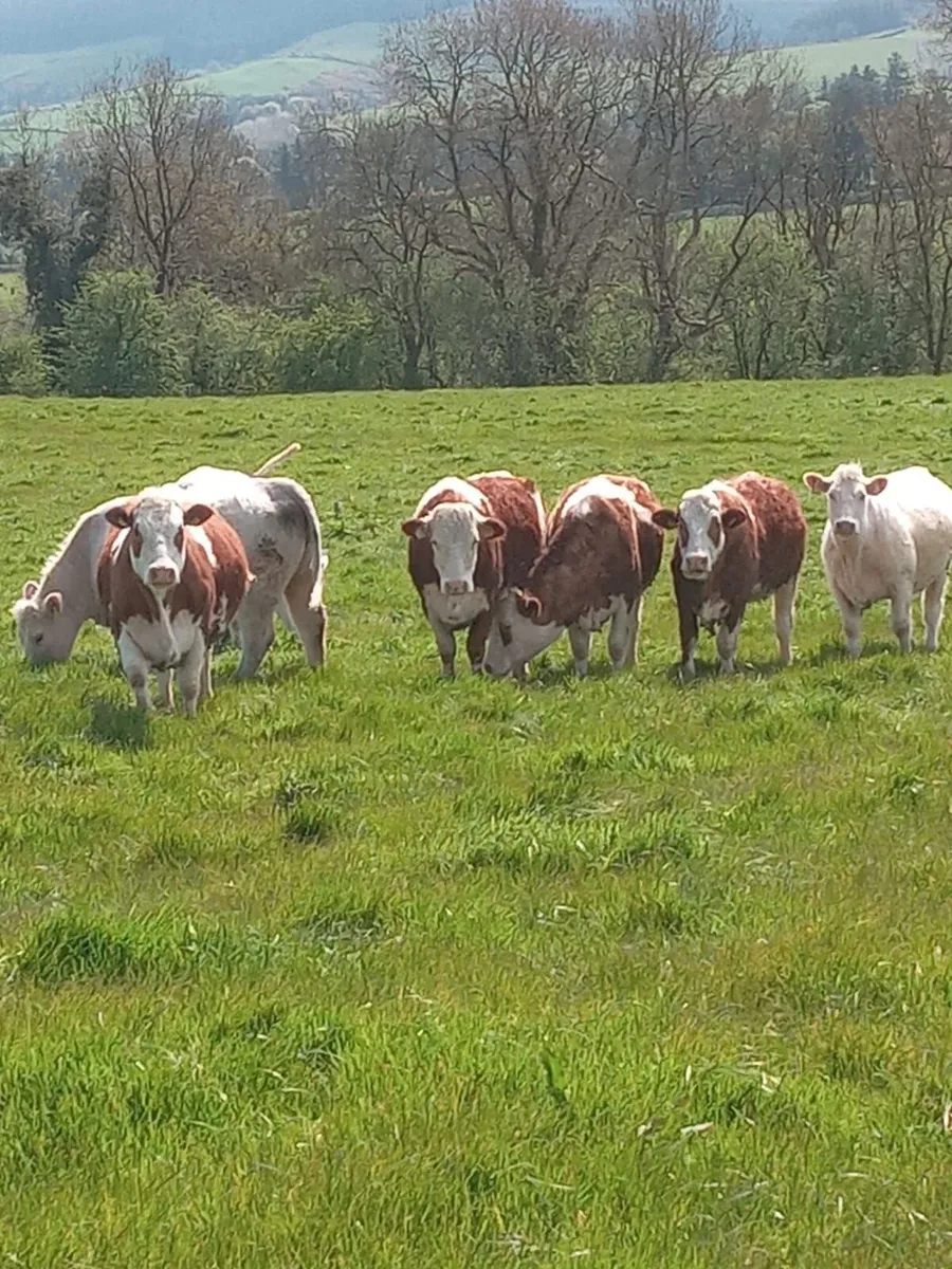 Eleven springing sucklers - Image 1