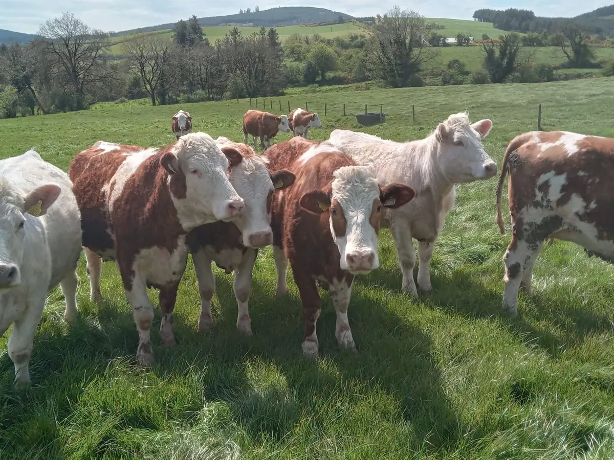 Eleven springing sucklers - Image 2