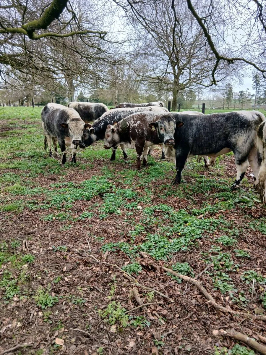 Pb longhorn bulls for sale - Image 4