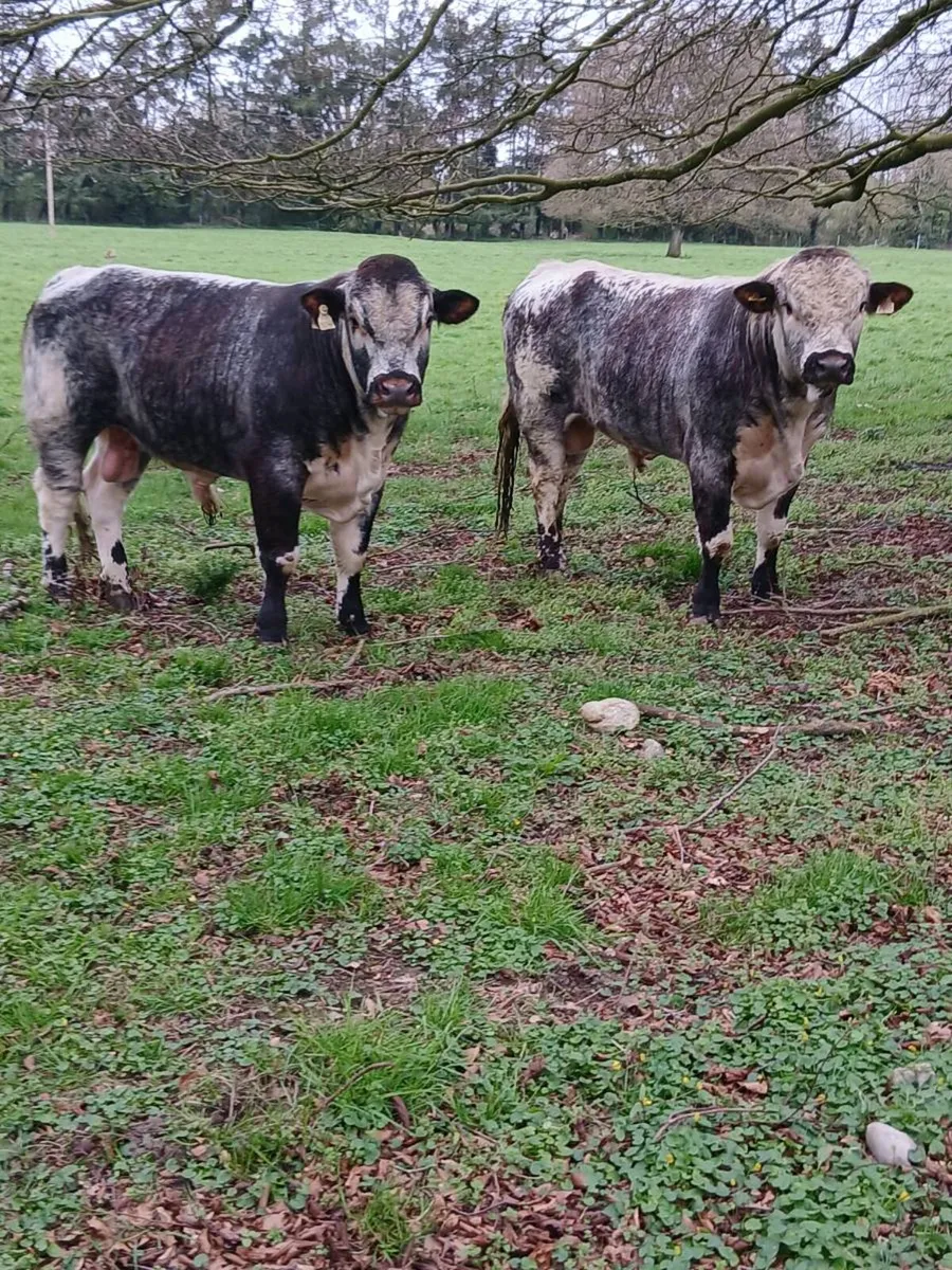 Pb longhorn bulls for sale - Image 3