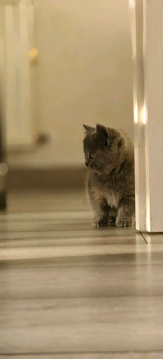 British Shorthair kitten - Image 1