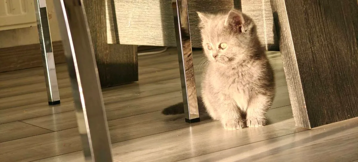 British Shorthair kitten - Image 2