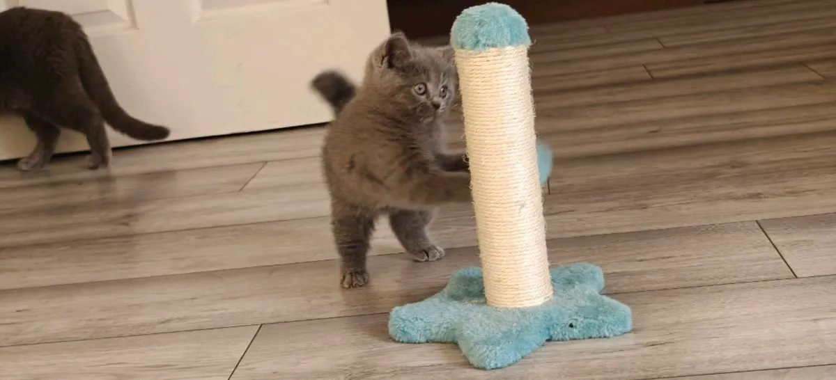 British Shorthair kitten - Image 3