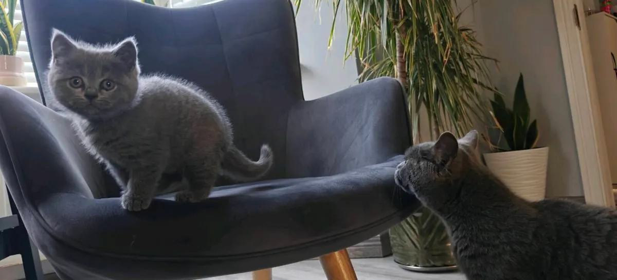 British Shorthair kitten - Image 4
