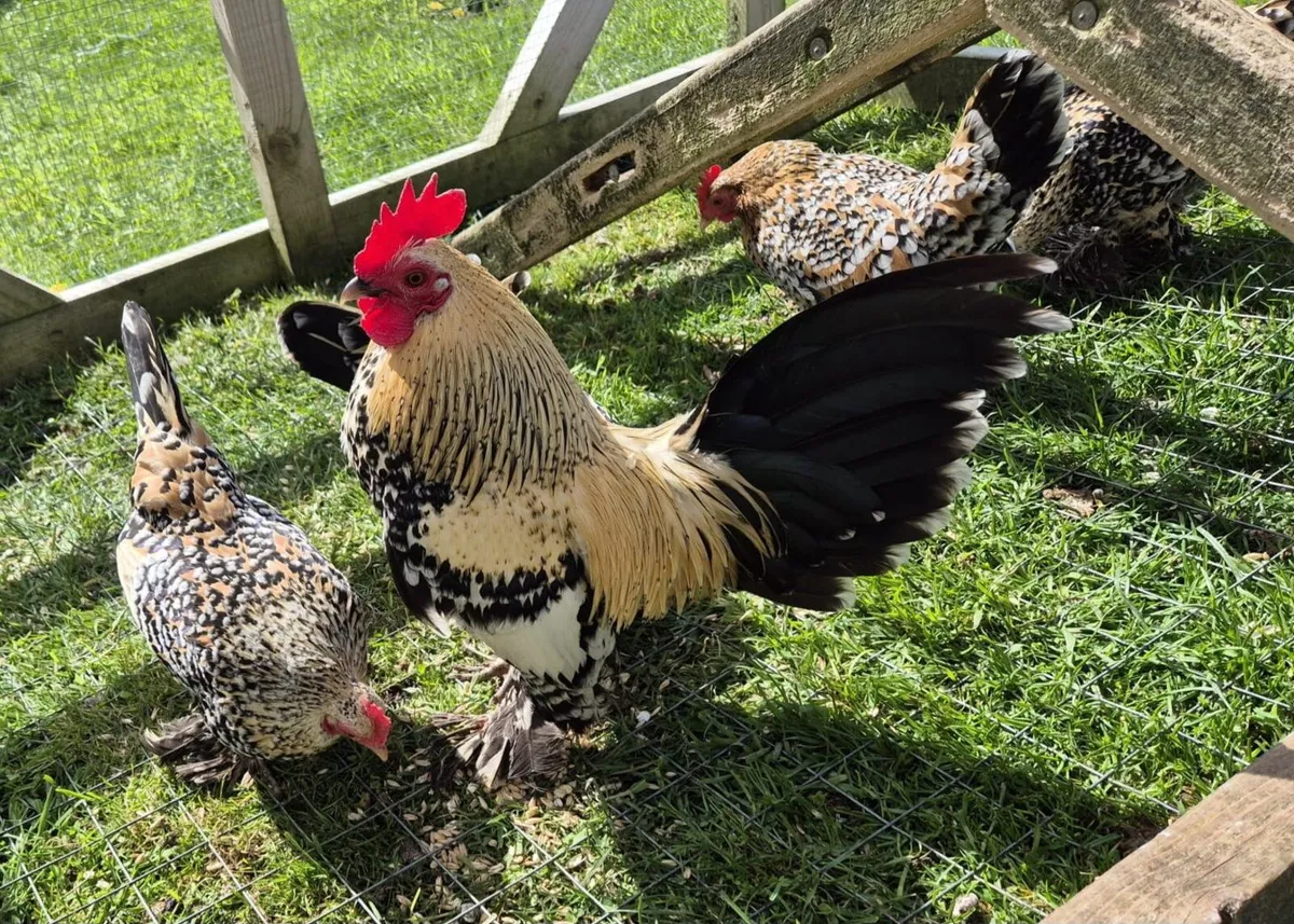 Millefluer booted bantam eggs 2.50 each - Image 1