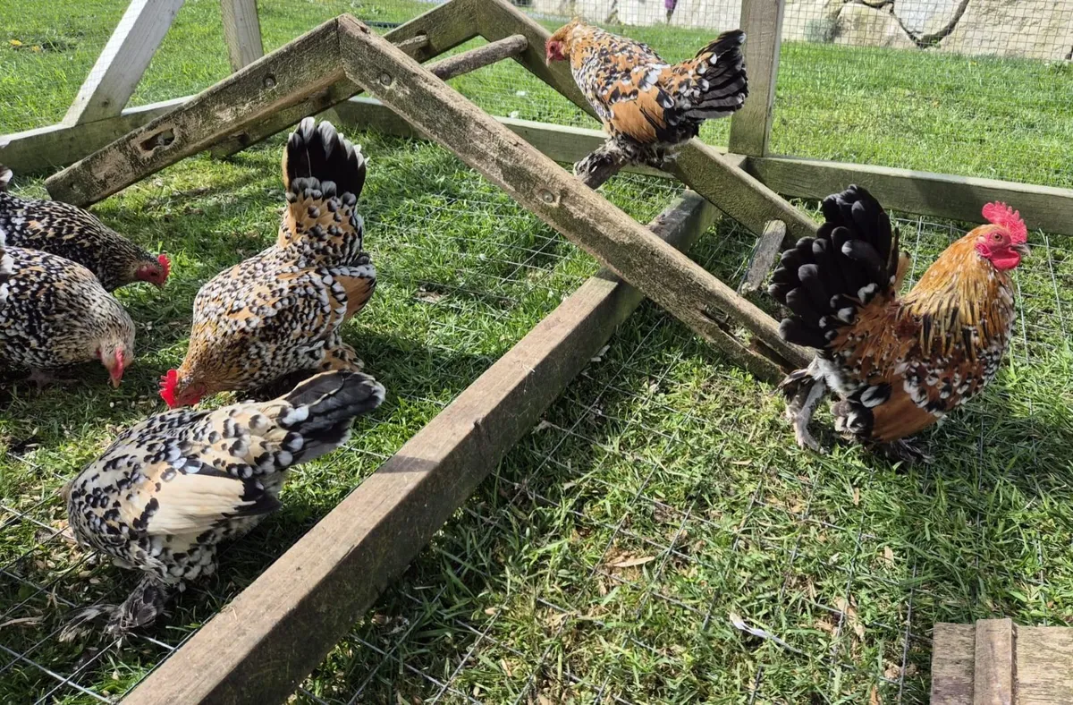 Millefluer booted bantam eggs 2.50 each - Image 2