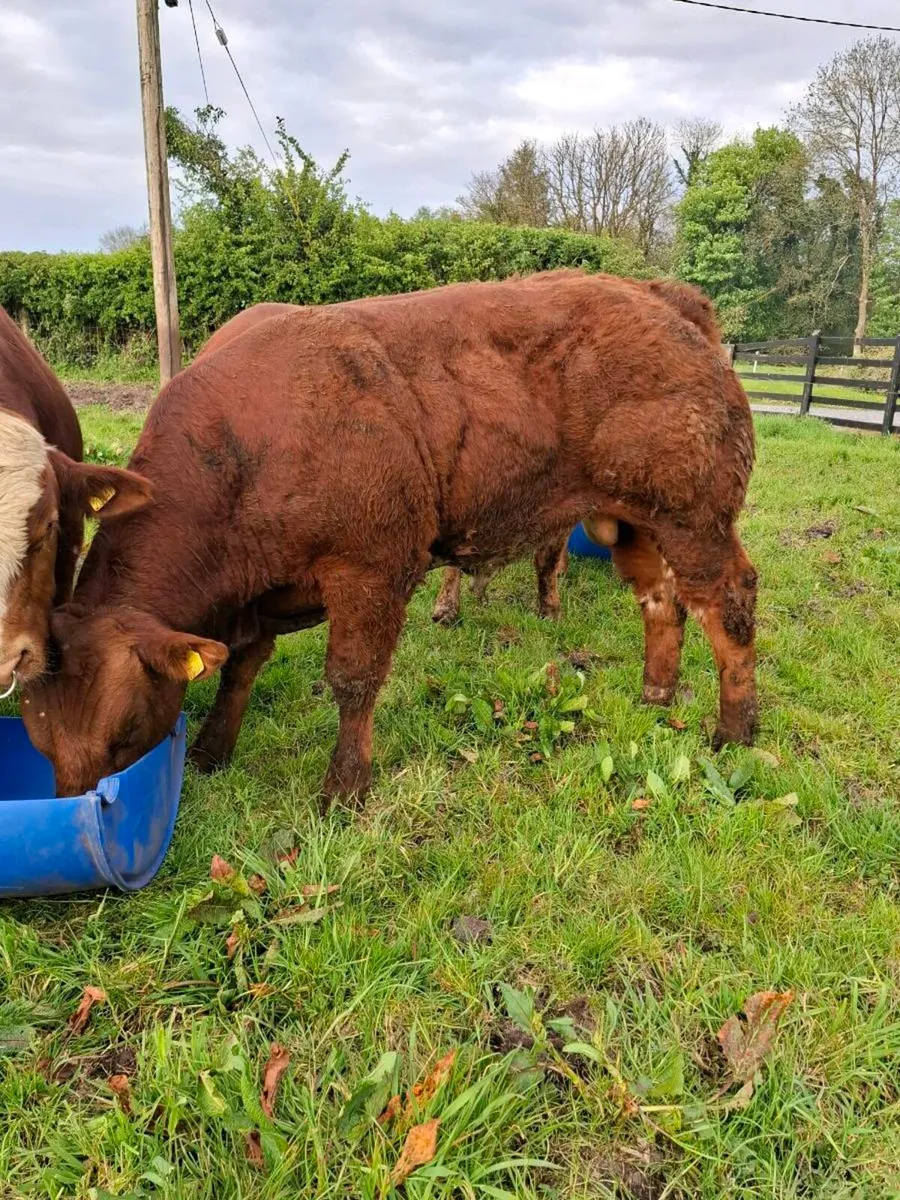 🌟HYBRID BULL🌟 - Image 4