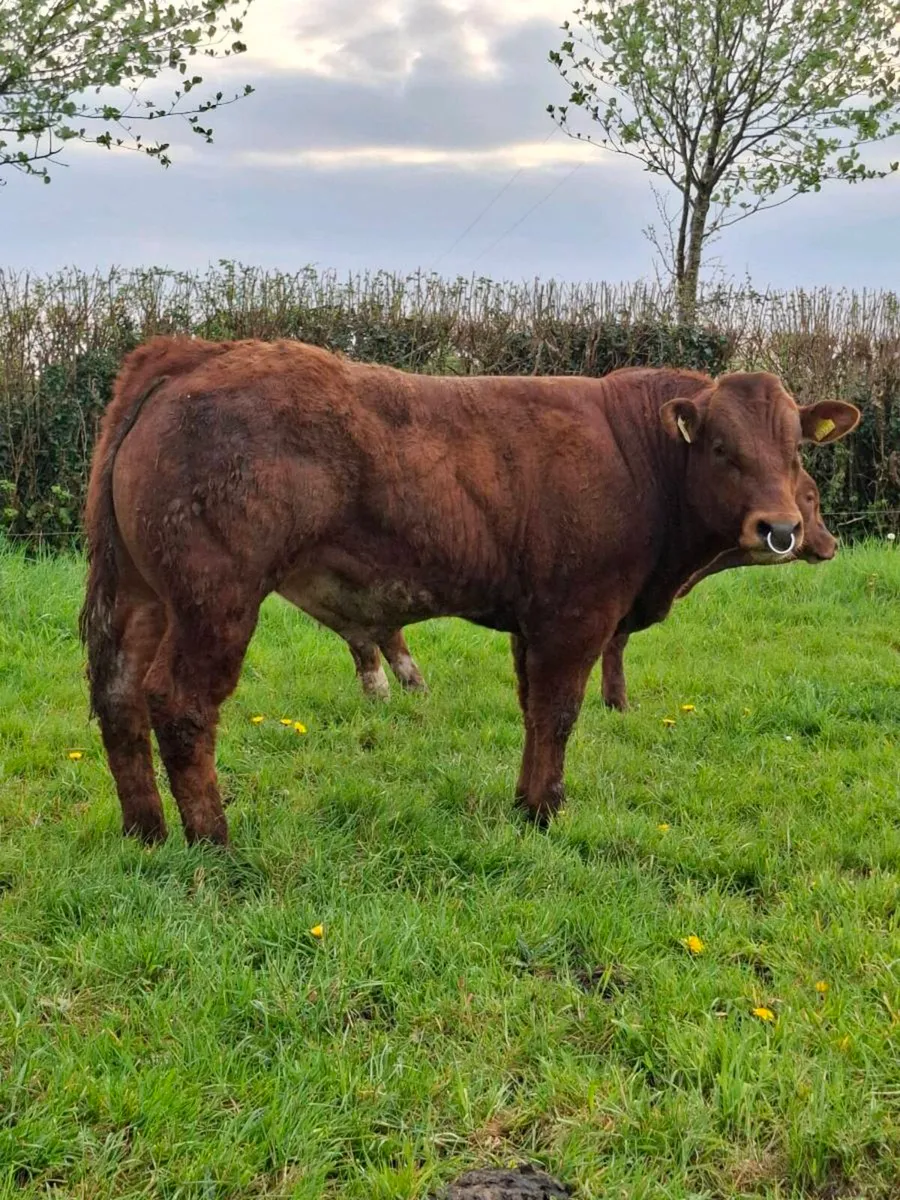 🌟HYBRID BULL🌟 - Image 1