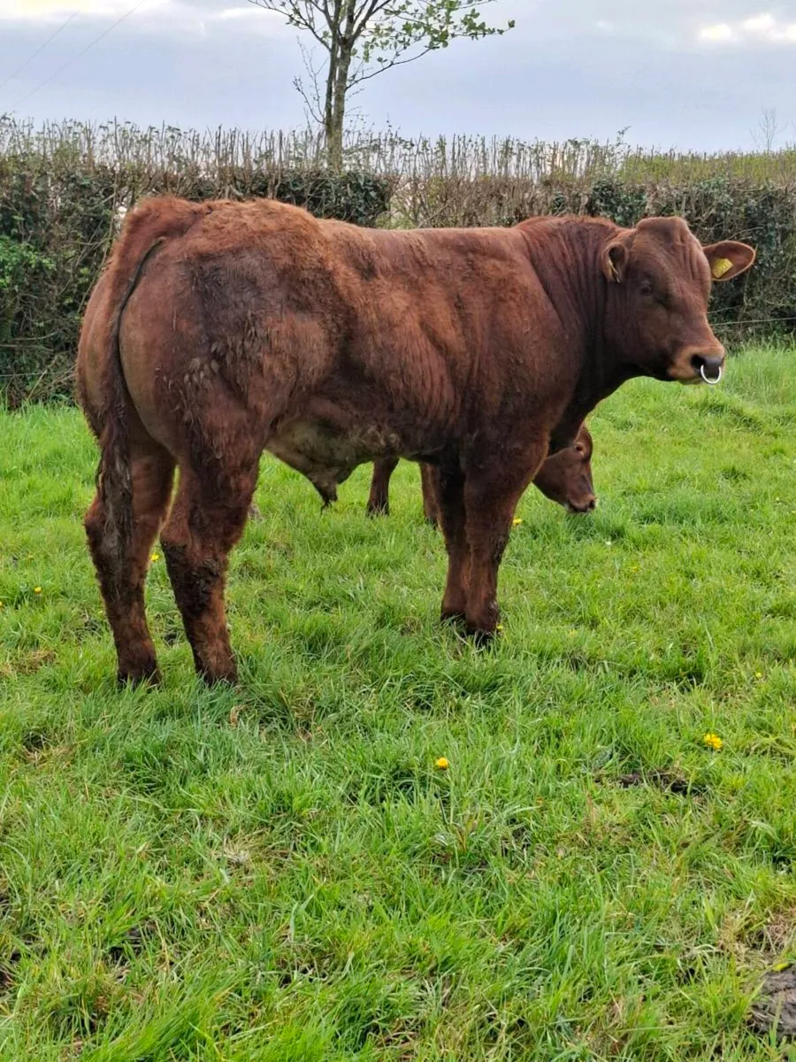 🌟HYBRID BULL🌟 - Image 2