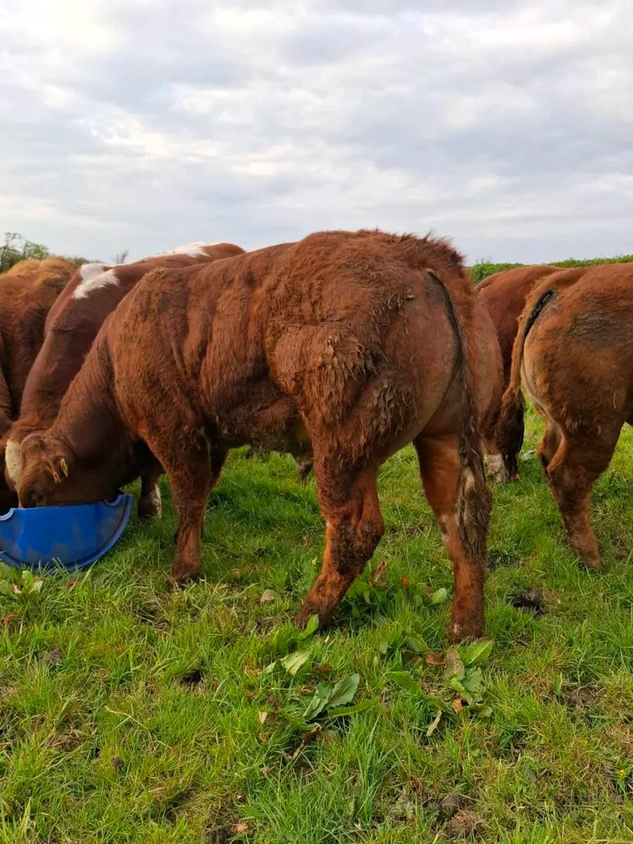 🌟HYBRID BULL🌟 - Image 3