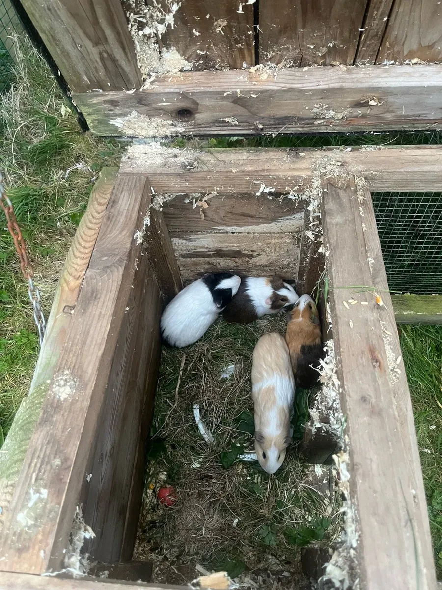 Guinea pigs - Image 2