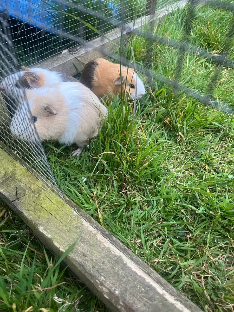 Guinea pigs - Image 3