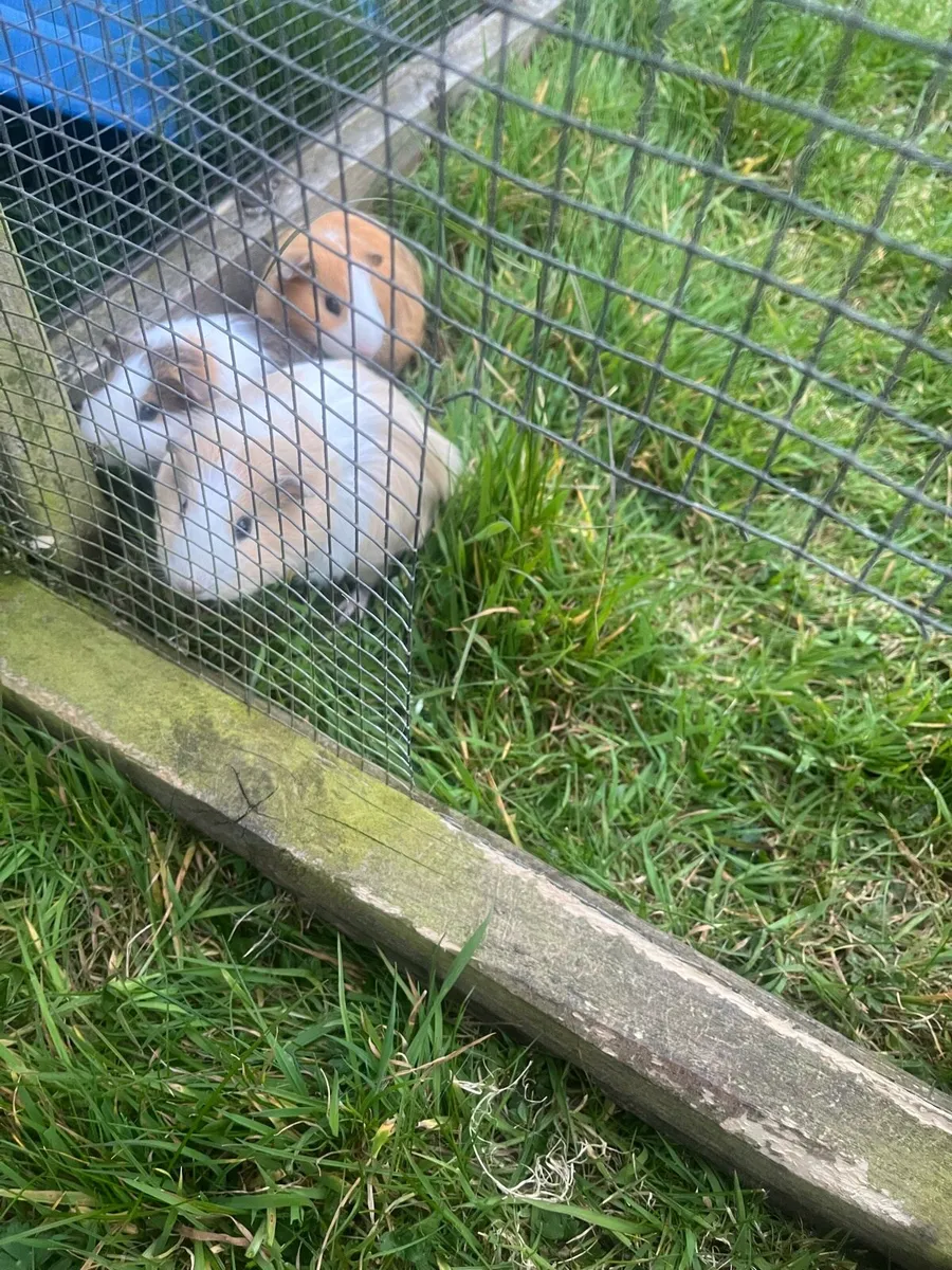 Guinea pigs - Image 4