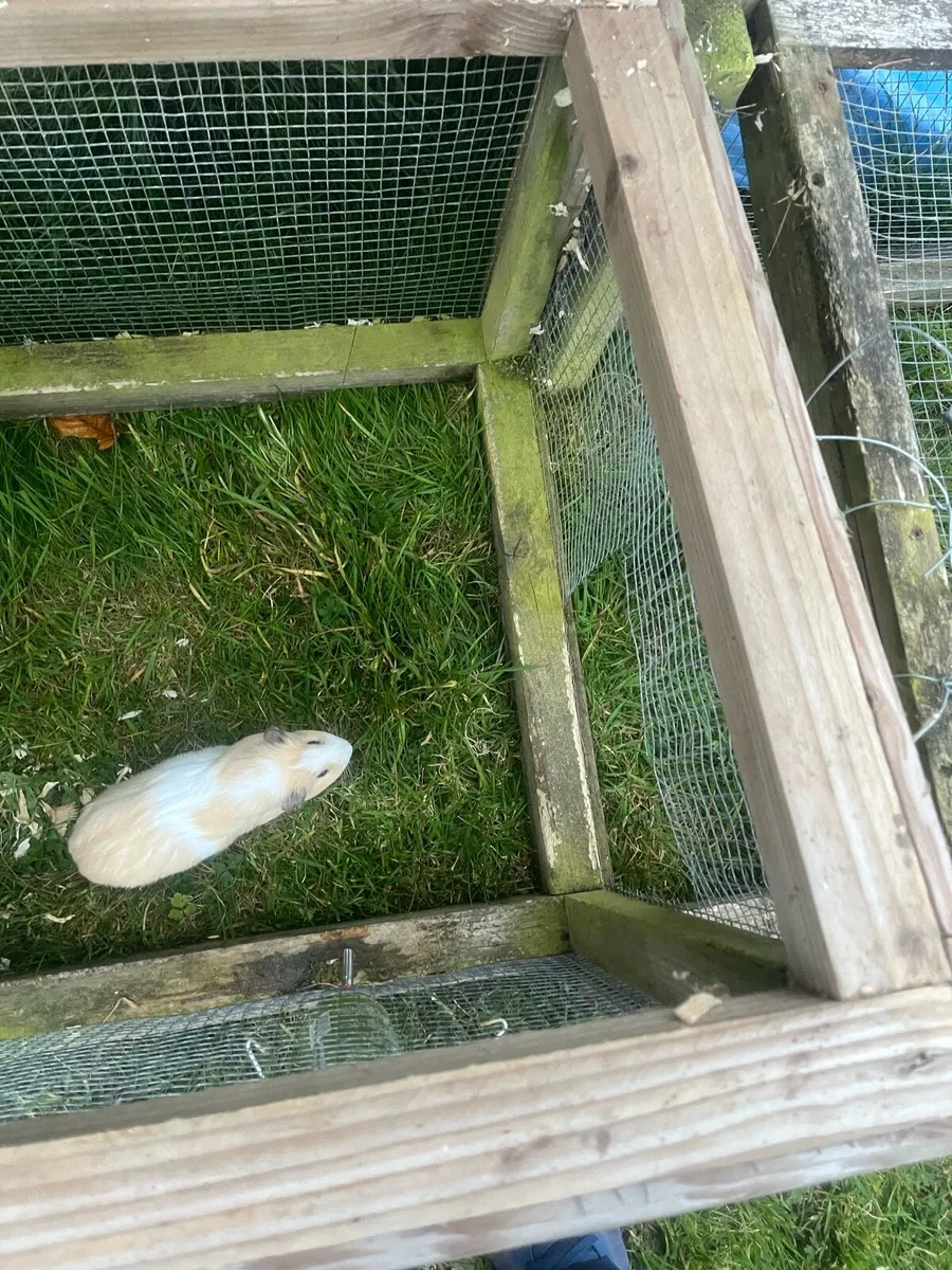Guinea pigs - Image 1