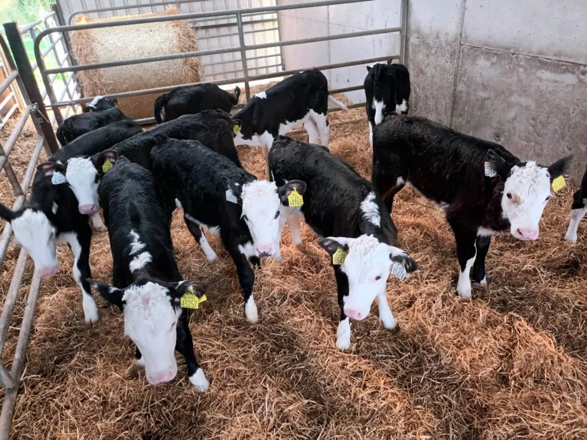 16 SUPER HEREFORD HEIFER CALVES - Image 1