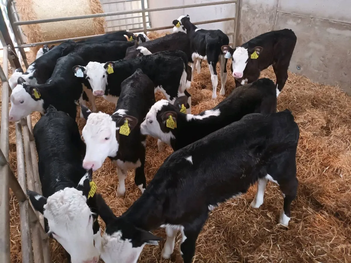 16 SUPER HEREFORD HEIFER CALVES - Image 4
