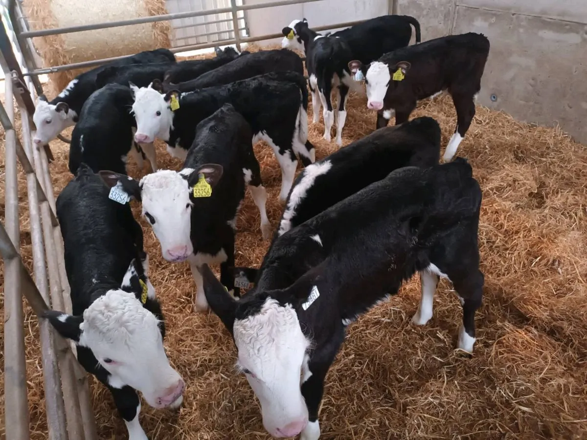 16 SUPER HEREFORD HEIFER CALVES - Image 2