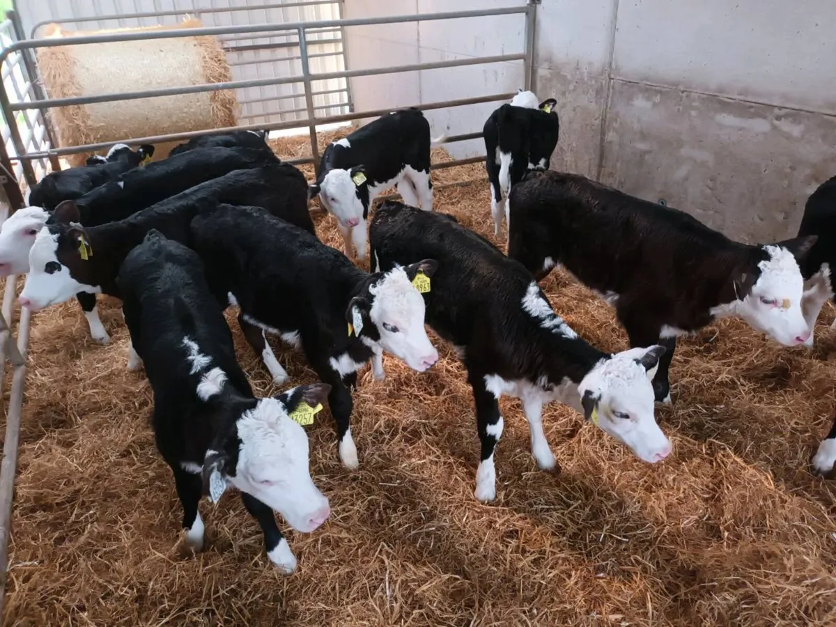 16 SUPER HEREFORD HEIFER CALVES FOR SALE - Image 3