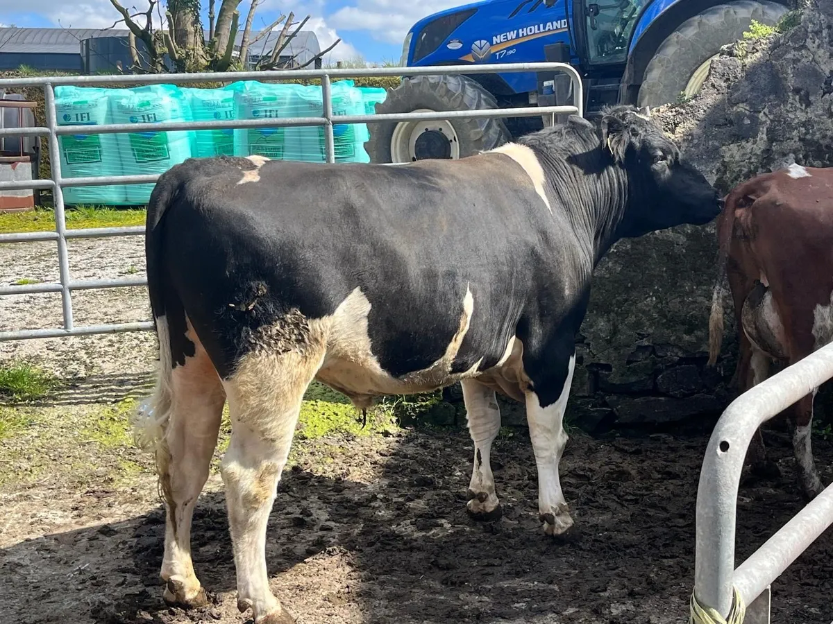 2 year old British Friesian Bulls for sale - Image 1